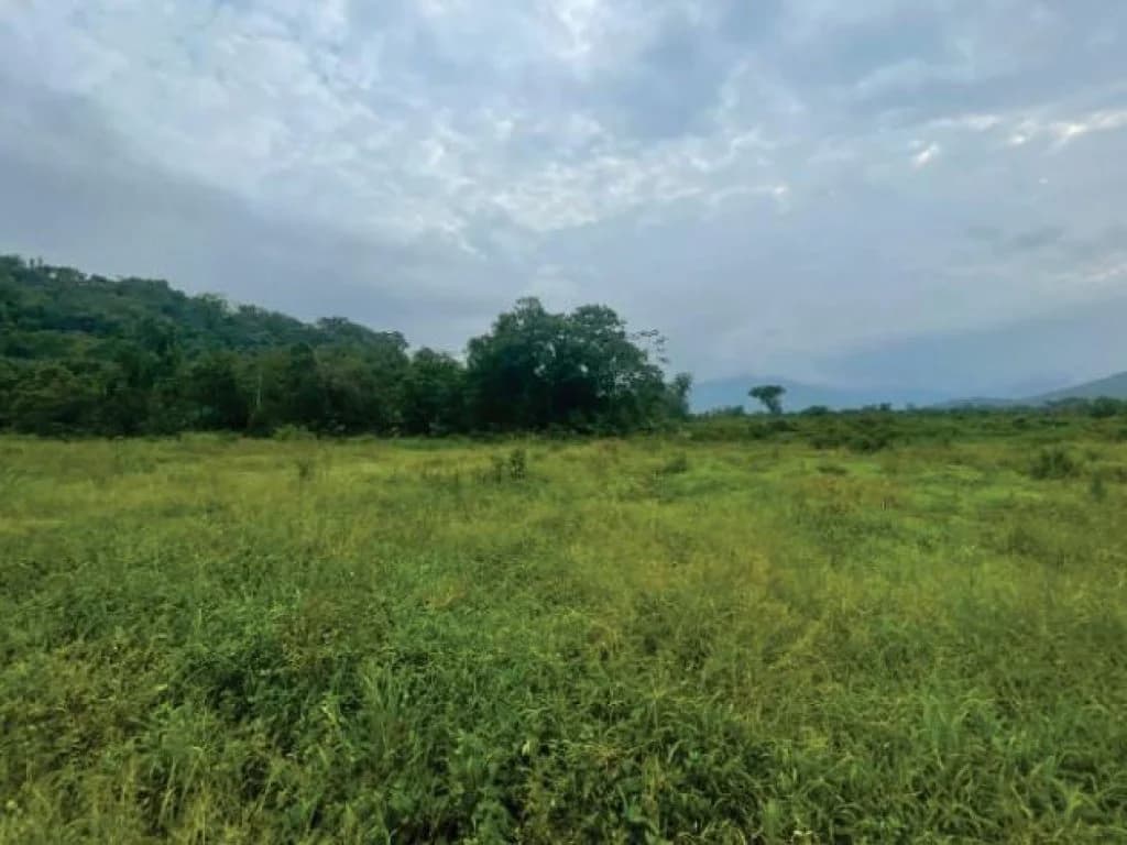 Foto 5 de 21: Area Rural em leilão em Guaratuba - PR — Área Rural com 28 ha - Guaratuba - PR