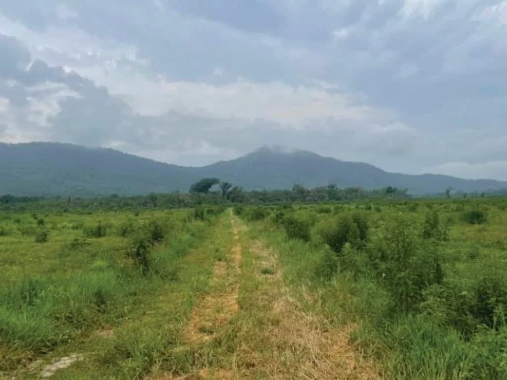 Foto 17 de 21: Area Rural em leilão em Guaratuba - PR — Área Rural com 28 ha - Guaratuba - PR