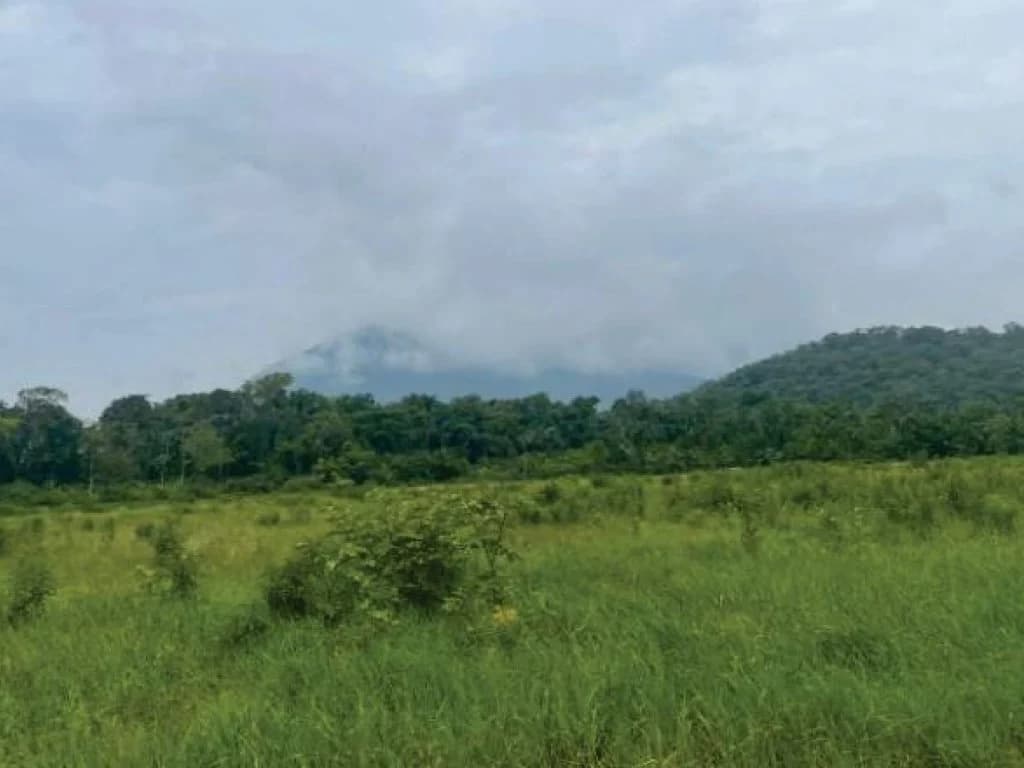 Foto 12 de 21: Area Rural em leilão em Guaratuba - PR — Área Rural com 28 ha - Guaratuba - PR