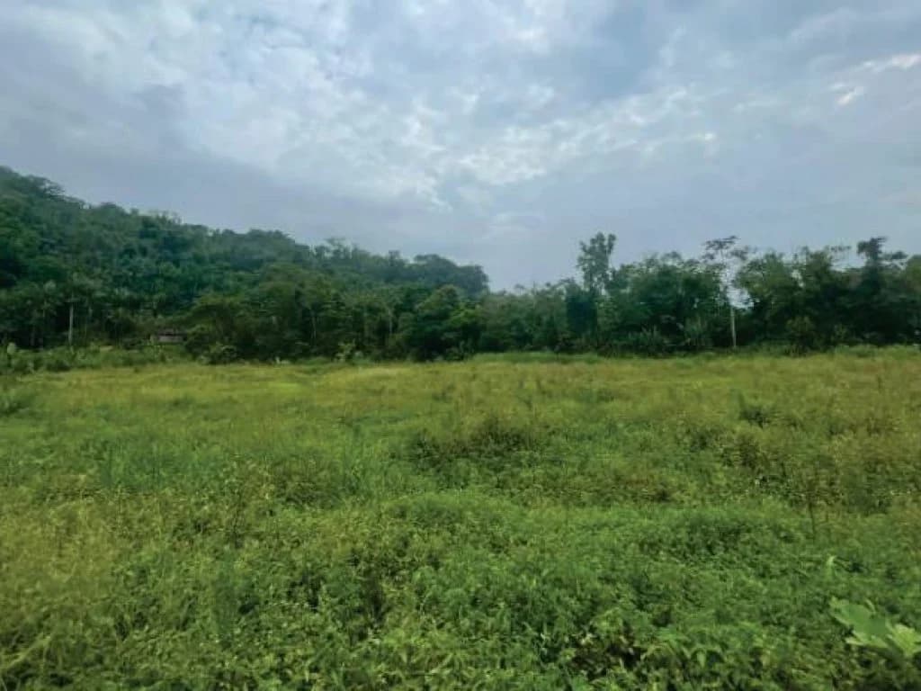 Foto 20 de 21: Area Rural em leilão em Guaratuba - PR — Área Rural com 28 ha - Guaratuba - PR