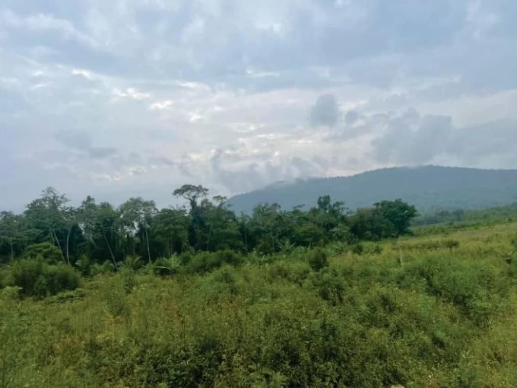 Foto 18 de 21: Area Rural em leilão em Guaratuba - PR — Área Rural com 28 ha - Guaratuba - PR