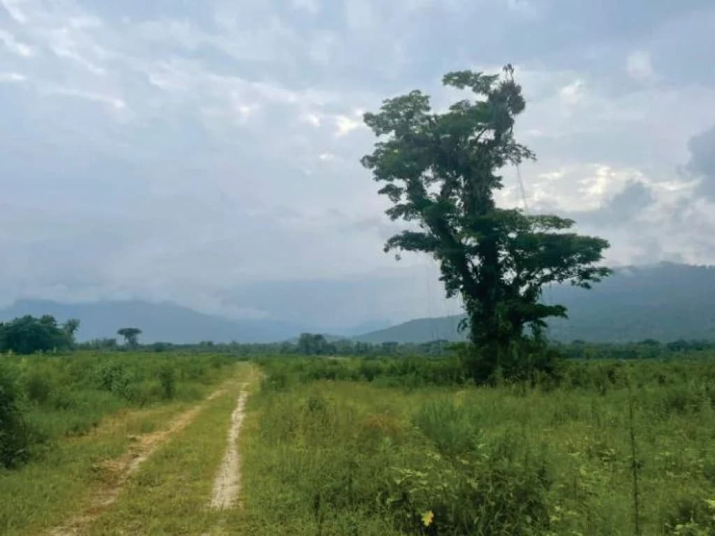 Foto 16 de 21: Area Rural em leilão em Guaratuba - PR — Área Rural com 28 ha - Guaratuba - PR