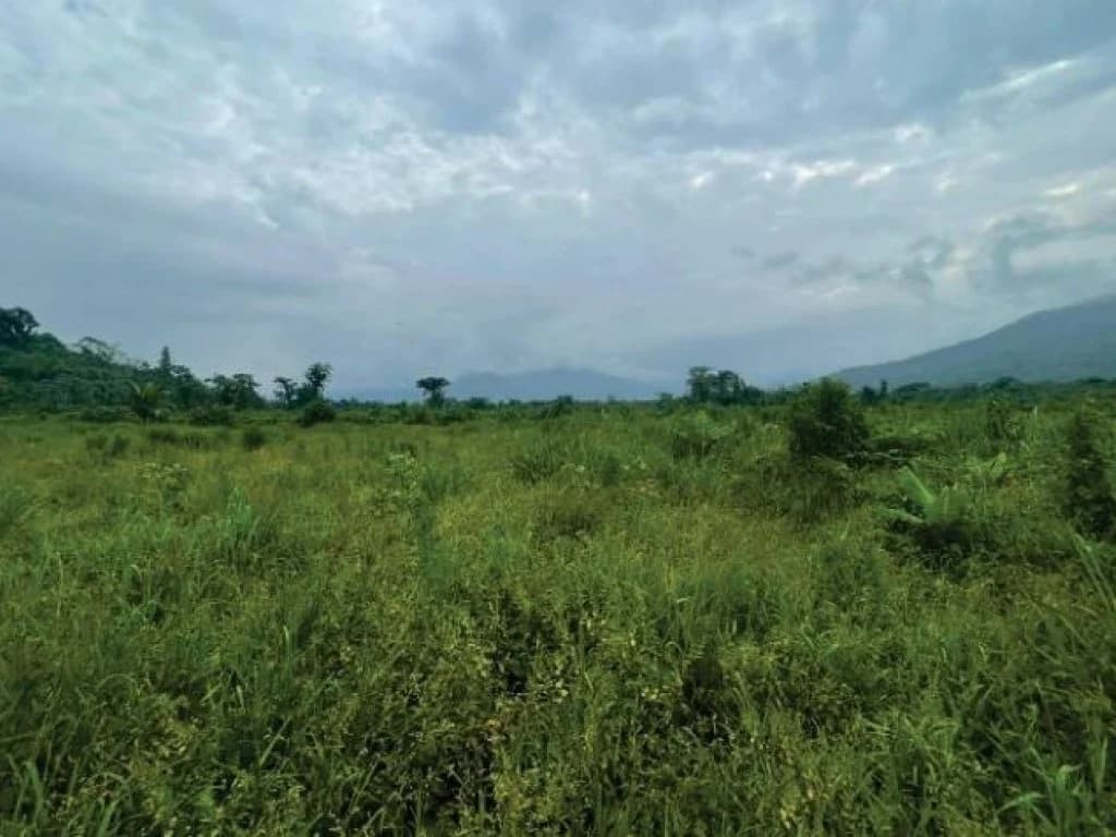 Foto 6 de 21: Area Rural em leilão em Guaratuba - PR — Área Rural com 28 ha - Guaratuba - PR