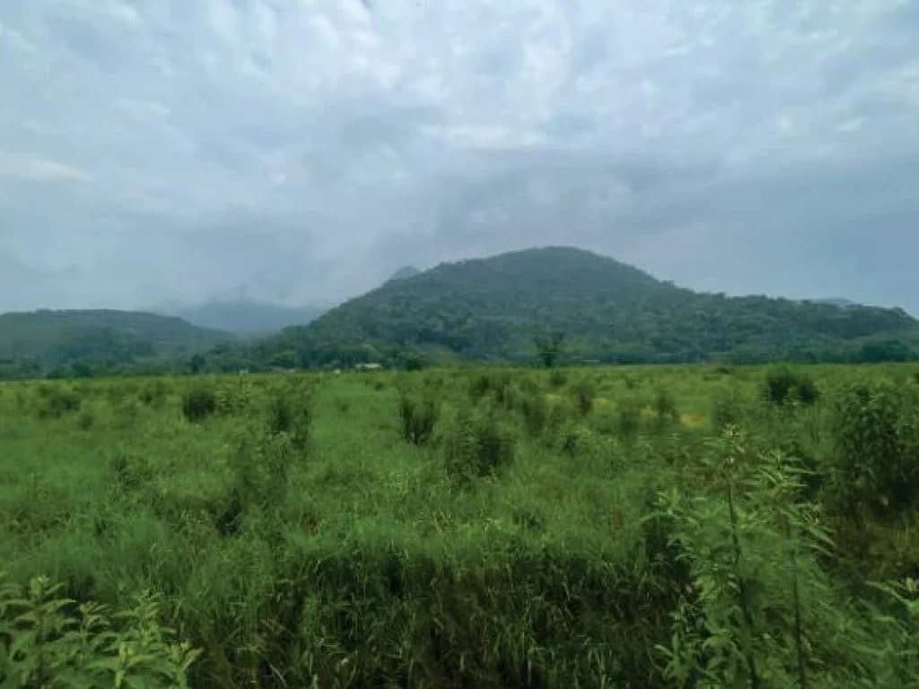 Foto 13 de 21: Area Rural em leilão em Guaratuba - PR — Área Rural com 28 ha - Guaratuba - PR