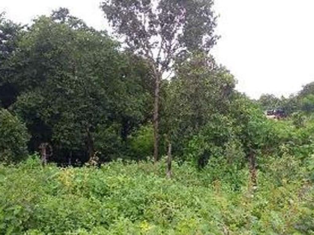 Foto 4 de 12: Terreno em leilão em Paraíso Do Tocantins - TO — 06 Terrenos - Jardim das Acácias - Paraíso do Tocantins - TO