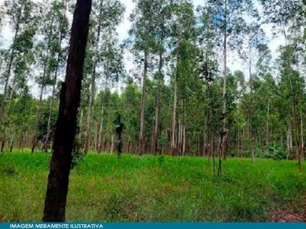 Foto 7 de 8: Area Rural em leilão em Angatuba - SP — Imóvel Rural 221 ha (Horto Florestal Empax) - Cerro - Angatuba - SP