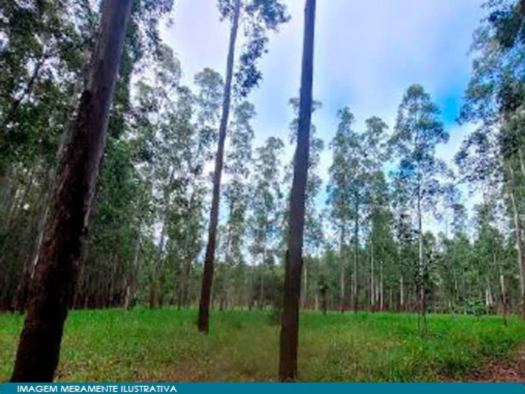 Foto 6 de 8: Area Rural em leilão em Angatuba - SP — Imóvel Rural 221 ha (Horto Florestal Empax) - Cerro - Angatuba - SP