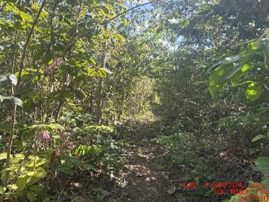 Foto 2 de 3: Area Rural em leilão em Paulo Ramos - MA — Área Rural 148 ha - Paulo Ramos-MA - Fazenda Pinheiro - Povoado Baixão do Onça