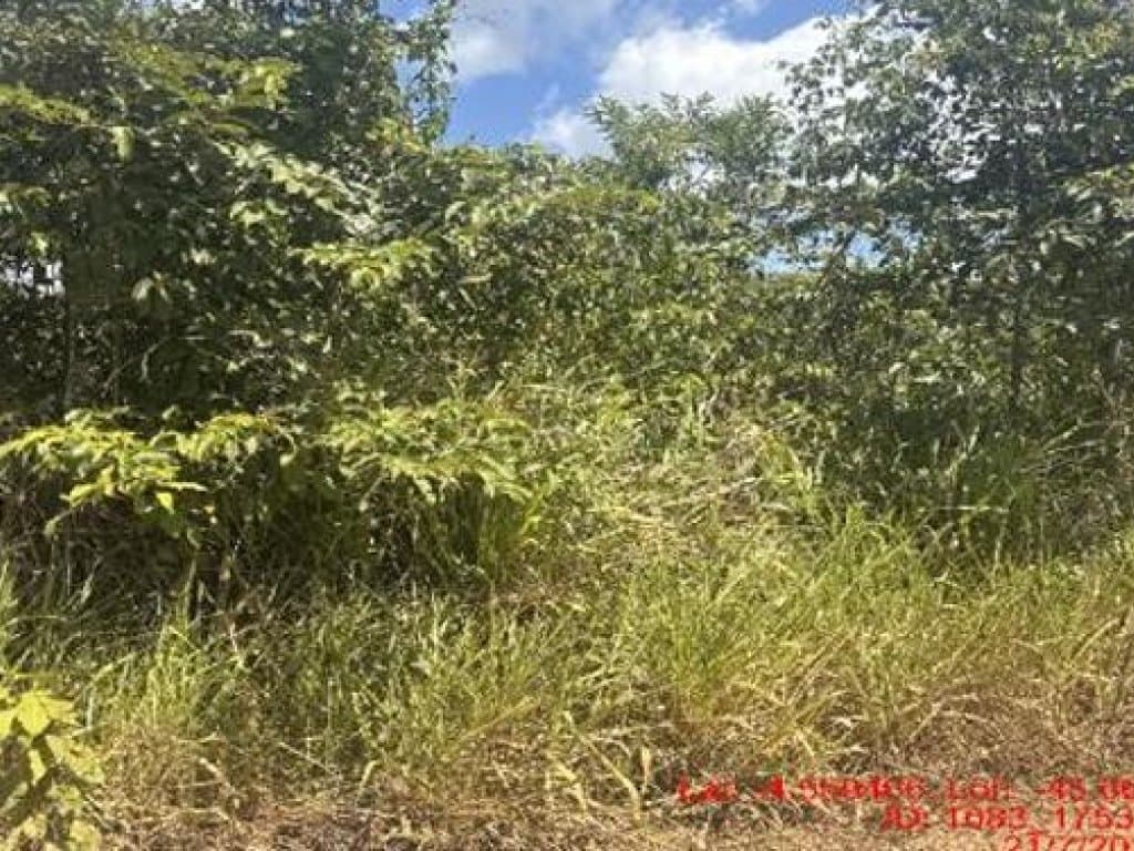 Foto 3 de 3: Area Rural em leilão em Paulo Ramos - MA — Área Rural 148 ha - Paulo Ramos-MA - Fazenda Pinheiro - Povoado Baixão do Onça