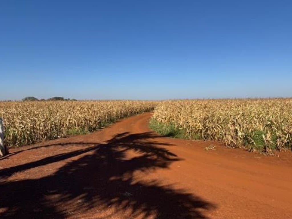 Foto 4 de 6: Area Rural em leilão em Sidrolândia - MS — Área Rural com 20 ha (Fazenda Ducampo) - Sidrolândia - MS