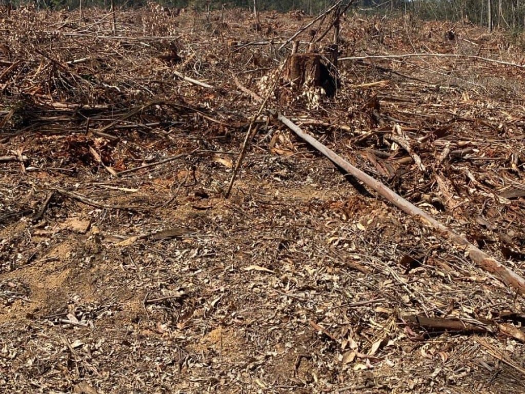 Foto 5 de 9: Area Rural em leilão em Angatuba - SP — Parte Ideal (20%) de Imóvel Rural 246 ha (Fazenda da Represa) - Santo Inácio - Angatuba - SP