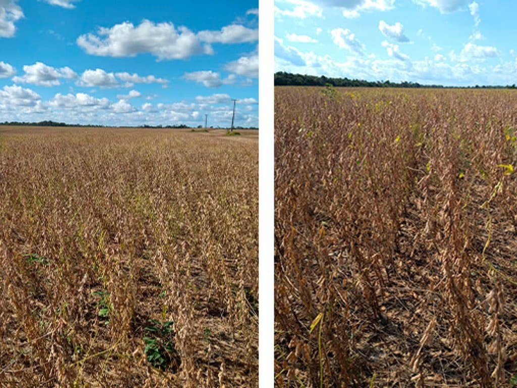 Foto 5 de 11: Area Rural em leilão em Chapadinha - MA — Imóvel Rural com 1.488 ha (Fazendas Macajuba, Conquista, Conquista II e Confiança) - Chapadinha - MA