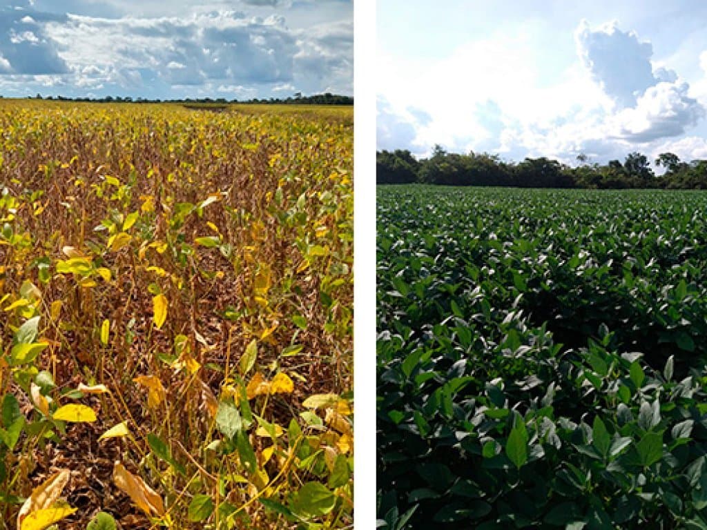 Foto 6 de 11: Area Rural em leilão em Chapadinha - MA — Imóvel Rural com 1.488 ha (Fazendas Macajuba, Conquista, Conquista II e Confiança) - Chapadinha - MA