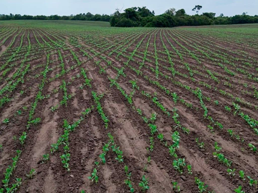 Foto 2 de 11: Area Rural em leilão em Chapadinha - MA — Imóvel Rural com 1.488 ha (Fazendas Macajuba, Conquista, Conquista II e Confiança) - Chapadinha - MA