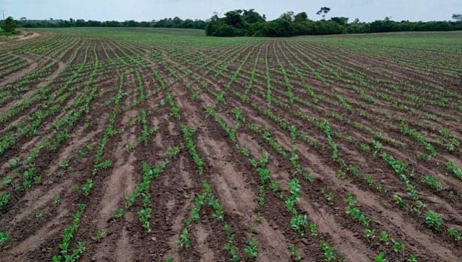 Foto 1 de 11: Area Rural em leilão em Chapadinha - MA — Imóvel Rural com 1.488 ha (Fazendas Macajuba, Conquista, Conquista II e Confiança) - Chapadinha - MA