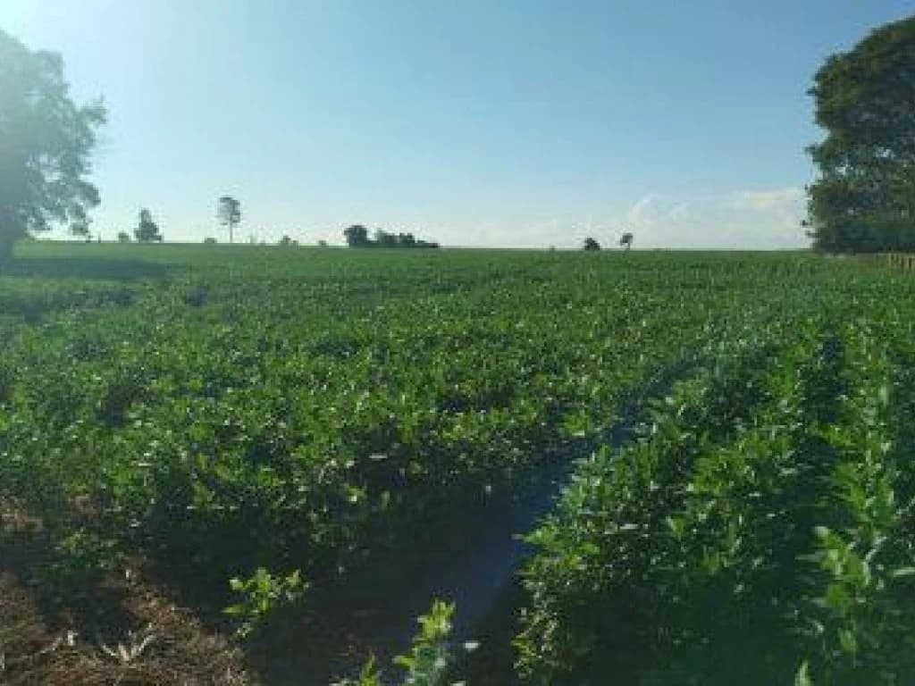 Foto 5 de 7: Area Rural em leilão em Itaporã - MS — Imóvel Rural com Área de 40 ha (Sítio São João II) - Itaporã - MS
