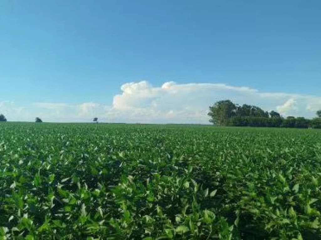 Foto 7 de 7: Area Rural em leilão em Itaporã - MS — Imóvel Rural com Área de 40 ha (Sítio São João II) - Itaporã - MS