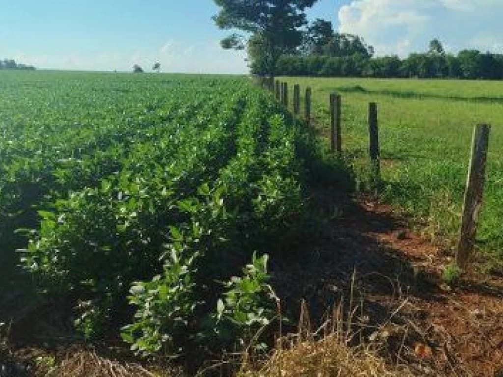 Foto 4 de 7: Area Rural em leilão em Itaporã - MS — Imóvel Rural com Área de 40 ha (Sítio São João II) - Itaporã - MS
