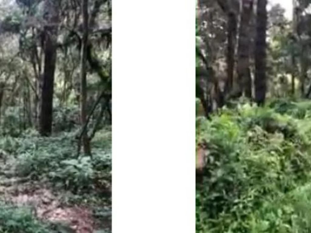 Foto 6 de 6: Terreno em leilão em Campos Do Jordão - SP, bairro Jardim das Pérolas — Área com 3.750 m² - Jardim das Pérolas - Campos do Jordão - SP