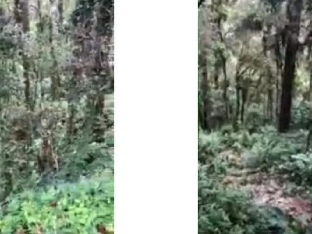 Foto 4 de 6: Terreno em leilão em Campos Do Jordão - SP, bairro Jardim das Pérolas — Área com 3.750 m² - Jardim das Pérolas - Campos do Jordão - SP