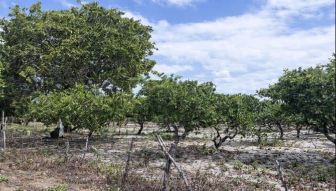 Foto 3 de 3: Terreno em leilão em Pacajus - CE, bairro Tiririca — Área com 6.600 m² - Tiririca - Pacajus - CE