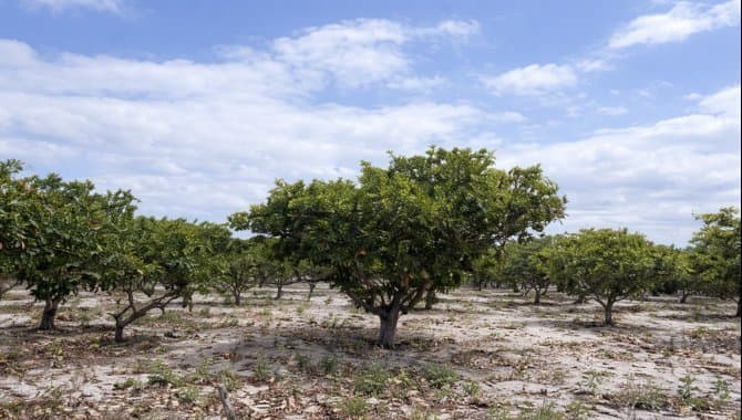 Foto 2 de 3: Terreno em leilão em Pacajus - CE, bairro Tiririca — Área com 6.600 m² - Tiririca - Pacajus - CE