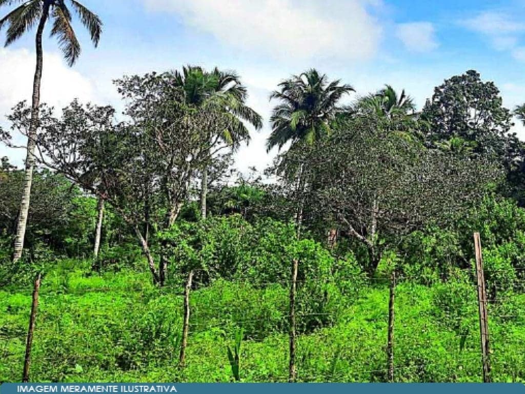 Foto 6 de 6: Area Rural em leilão em Turiaçu - MA — Imóvel Rural 1 ha - Turiaçu - MA