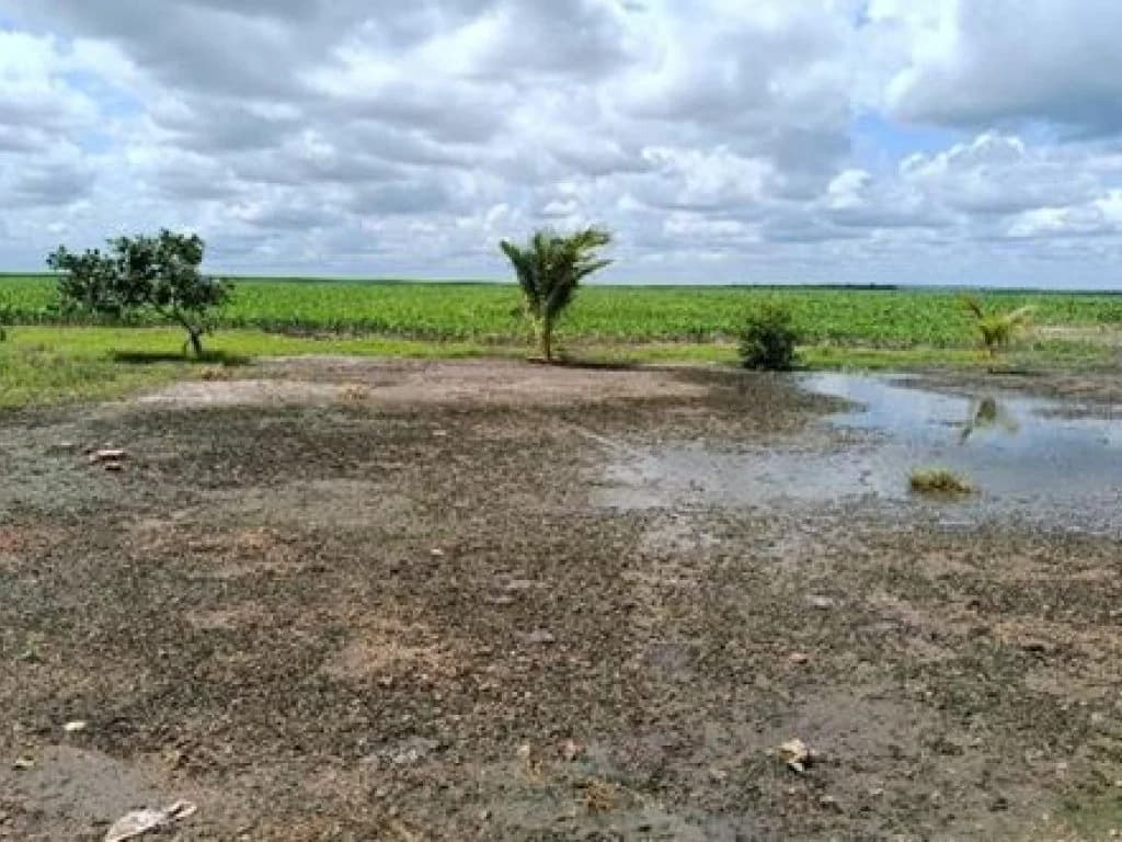 Foto 3 de 3: Area Rural em leilão em Loreto - MA — Imóvel Rural com Área de 555 ha (Fazenda Lírios dos Campos) - Loreto - MA