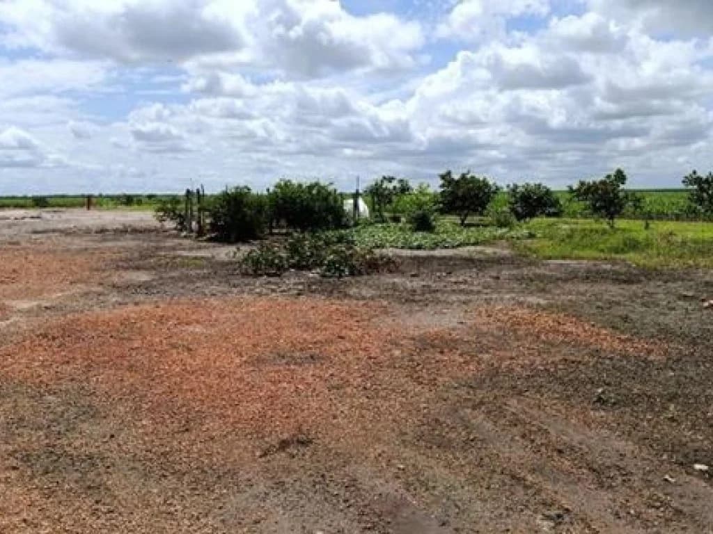 Foto 2 de 3: Area Rural em leilão em Loreto - MA — Imóvel Rural com Área de 555 ha (Fazenda Lírios dos Campos) - Loreto - MA