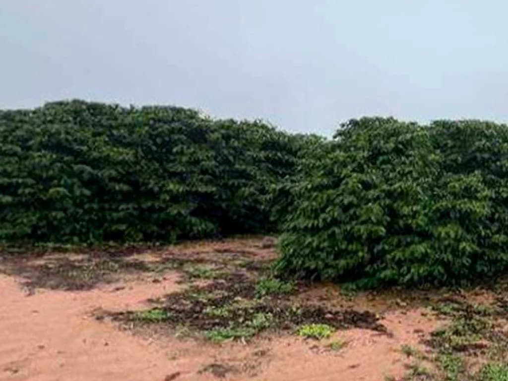 Area Rural em leilão em Garça - SP, bairro Zona Rural — Sítio com 12 ha - Garça-SP - Sítio Nossa Senhora Aparecida - Zona Rural