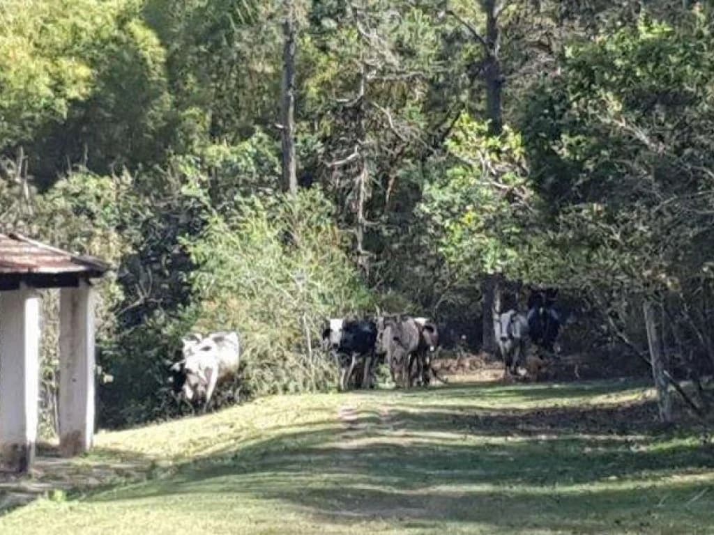 Foto 7 de 26: Area Rural em leilão em Jarinu - SP, bairro Caioçara — Fazenda 242.000 m² - Caioçara - Jarinu - SP