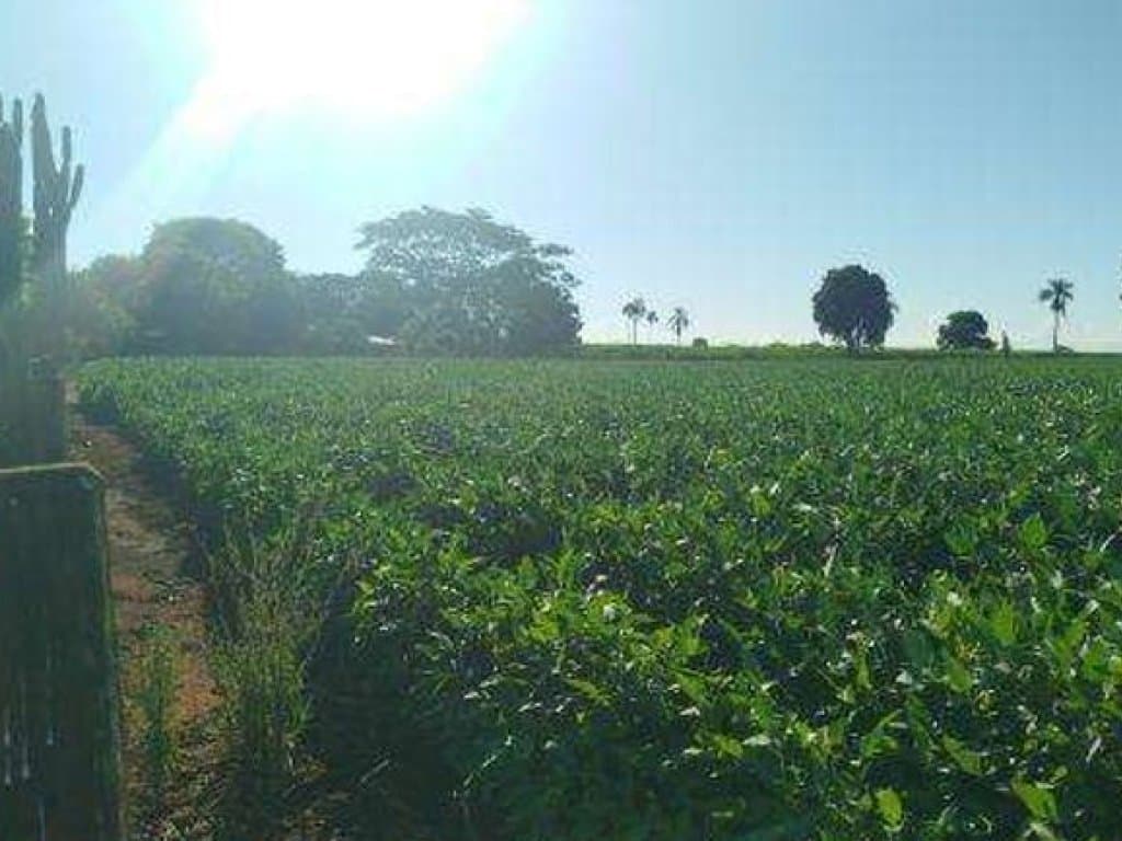 Foto 6 de 8: Area Rural em leilão em Itaporã - MS — Imóvel Rural com Área de 40 ha (Sítio São João II) - Itaporã - MS