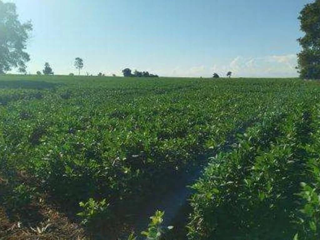 Foto 7 de 8: Area Rural em leilão em Itaporã - MS — Imóvel Rural com Área de 40 ha (Sítio São João II) - Itaporã - MS