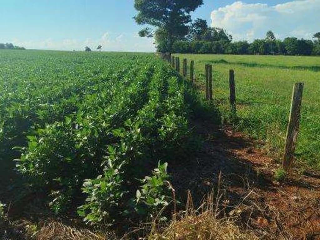 Foto 8 de 8: Area Rural em leilão em Itaporã - MS — Imóvel Rural com Área de 40 ha (Sítio São João II) - Itaporã - MS