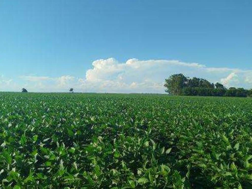 Foto 5 de 8: Area Rural em leilão em Itaporã - MS — Imóvel Rural com Área de 40 ha (Sítio São João II) - Itaporã - MS