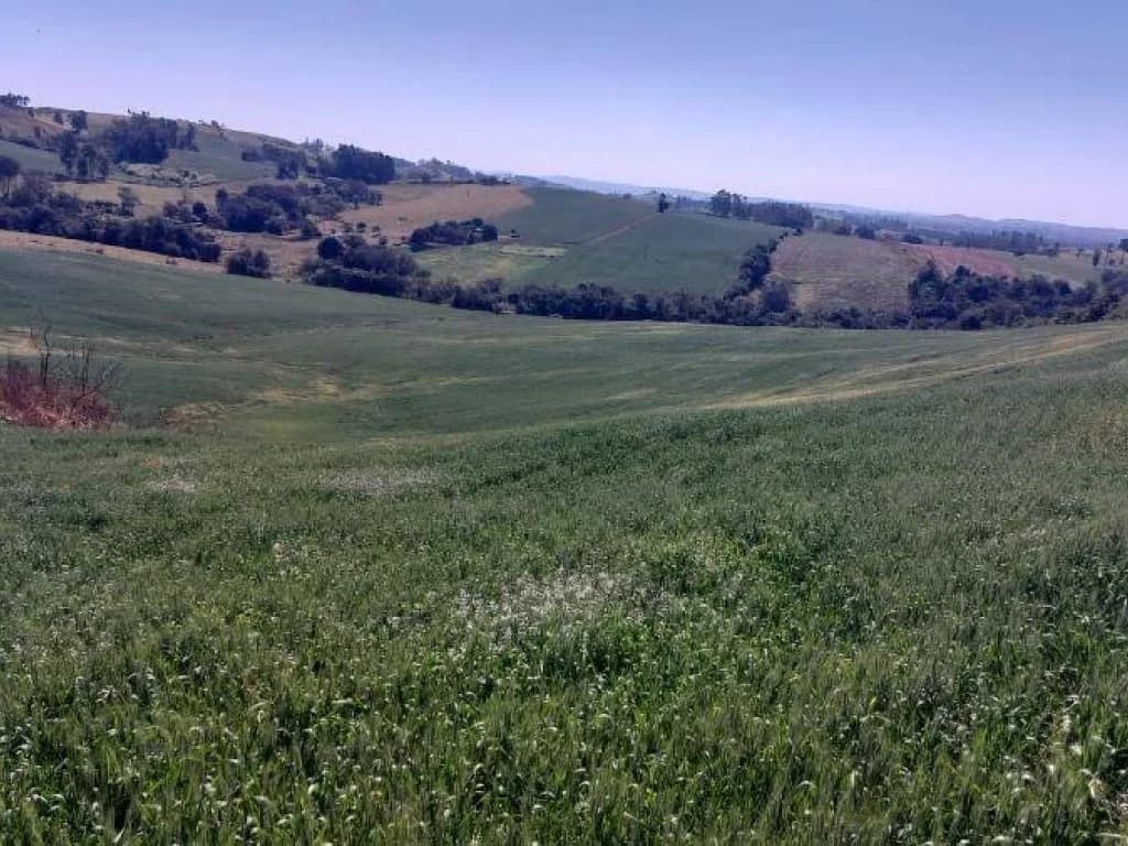 Foto 1 de 3: Area Rural em leilão em Nova Tebas - PR, bairro Colônia Muquilão — Imóvel Rural com Área de 72.600 m² (Gleba Alvorada) - Colônia Muquilão - Nova Tebas - PR