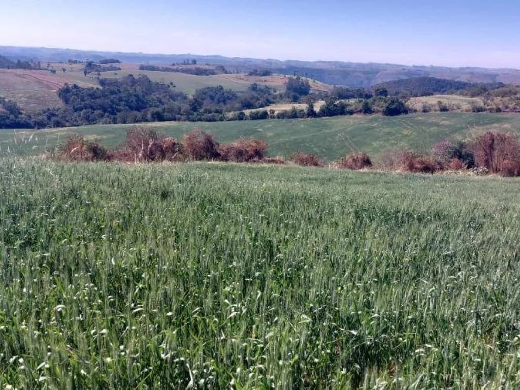 Foto 2 de 3: Area Rural em leilão em Nova Tebas - PR, bairro Colônia Muquilão — Imóvel Rural com Área de 72.600 m² (Gleba Alvorada) - Colônia Muquilão - Nova Tebas - PR