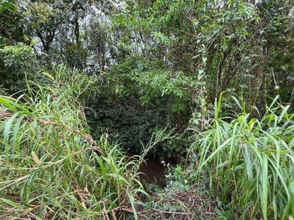 Foto 5 de 10: Area Rural em leilão em Medianeira - PR, bairro Rural — Área Rural 124.233 m² - Rural - Medianeira - PR