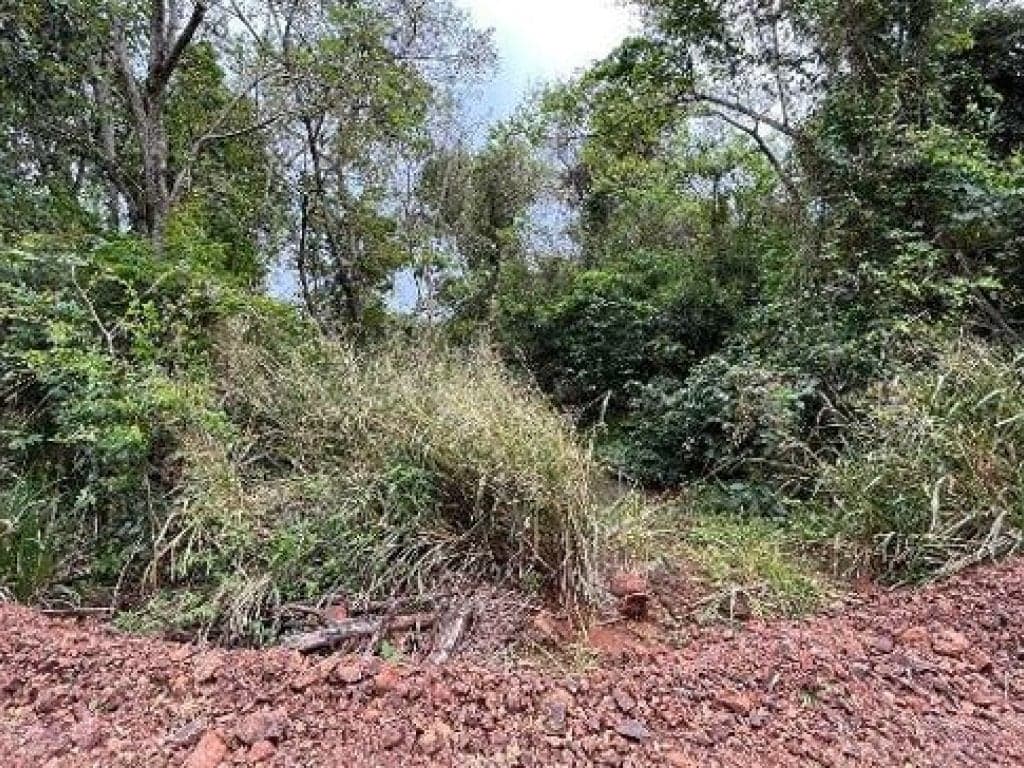 Foto 6 de 10: Area Rural em leilão em Medianeira - PR, bairro Rural — Área Rural 124.233 m² - Rural - Medianeira - PR