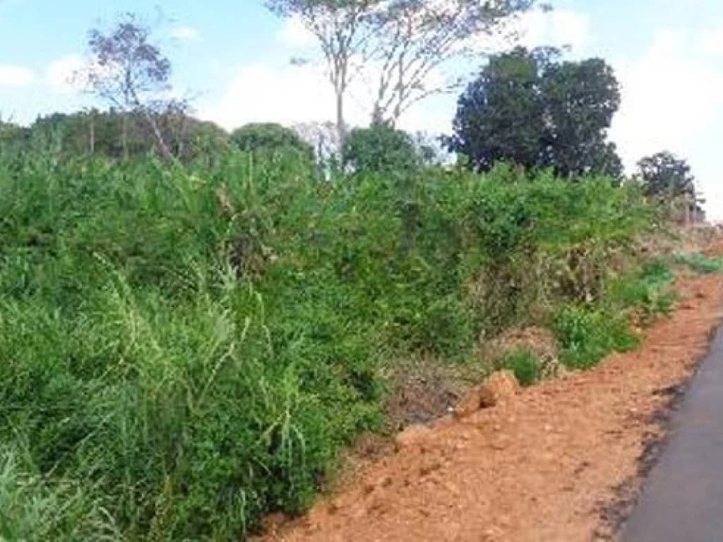 Foto 4 de 8: Terreno em leilão em Sítio Novo - MA, bairro Centro — Terreno 600 m² - Centro - Sítio Novo - MA