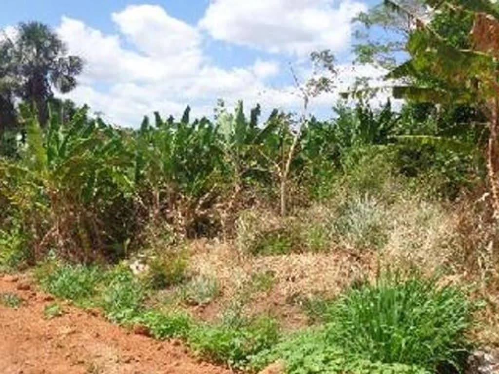 Foto 3 de 8: Terreno em leilão em Sítio Novo - MA, bairro Centro — Terreno 600 m² - Centro - Sítio Novo - MA
