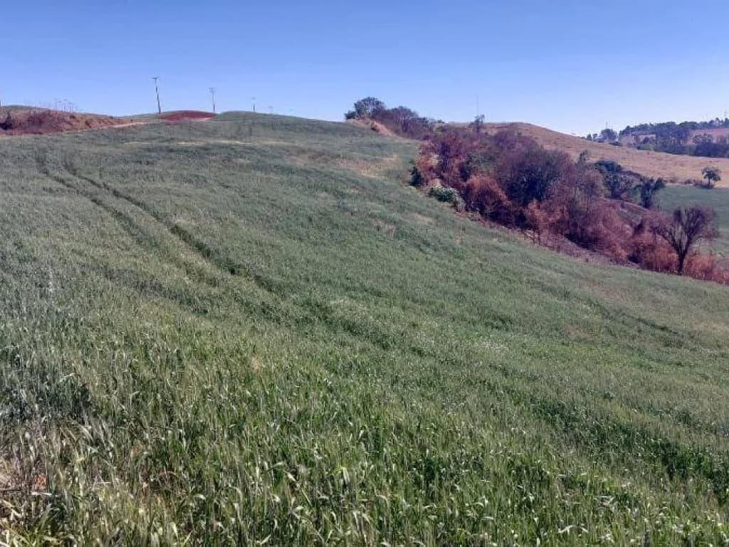 Foto 3 de 4: Area Rural em leilão em Nova Tebas - PR — Imóvel Rural com Área de 72.600 m² (Sítio Alvorada - Gleba Alvorada) - Nova Tebas - PR