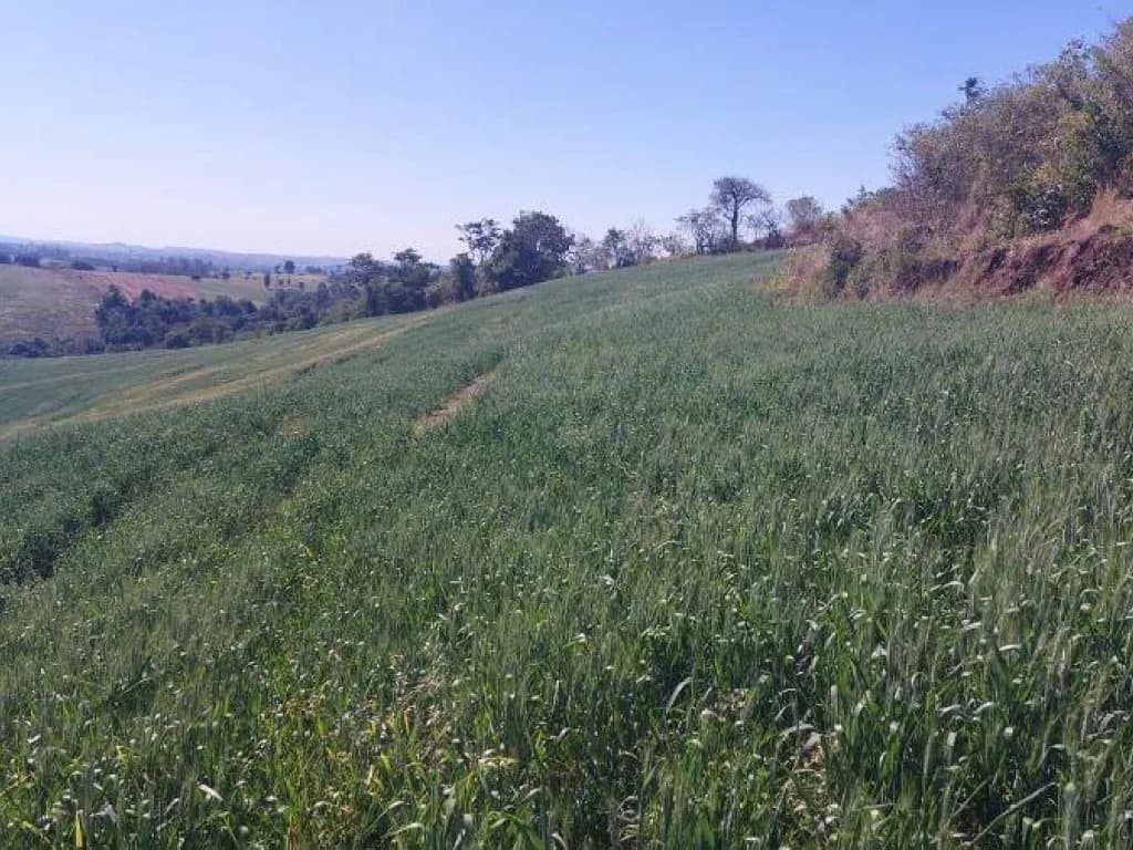 Foto 2 de 4: Area Rural em leilão em Nova Tebas - PR — Imóvel Rural com Área de 72.600 m² (Sítio Alvorada - Gleba Alvorada) - Nova Tebas - PR