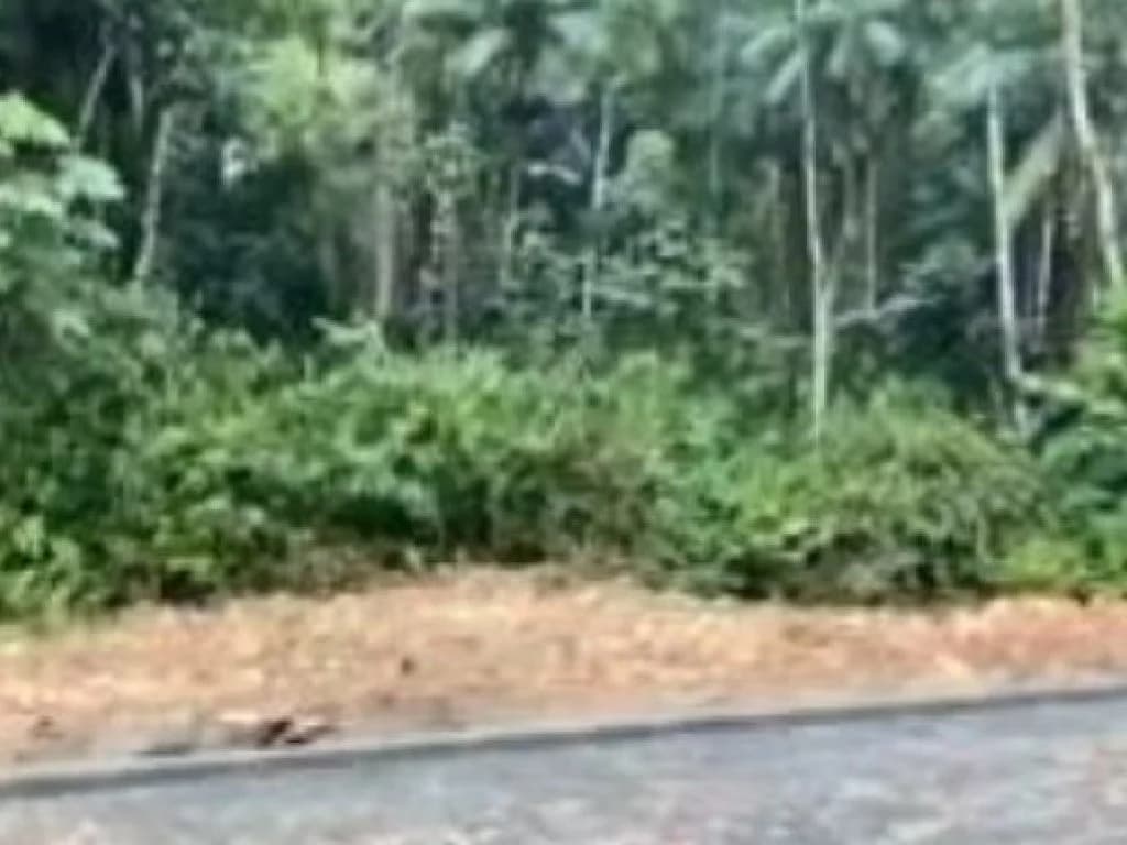 Terreno em leilão em Timbó - SC, bairro Padre Martinho Stein — Área com 5.533 m² - Padre Martinho Stein - Timbó - SC