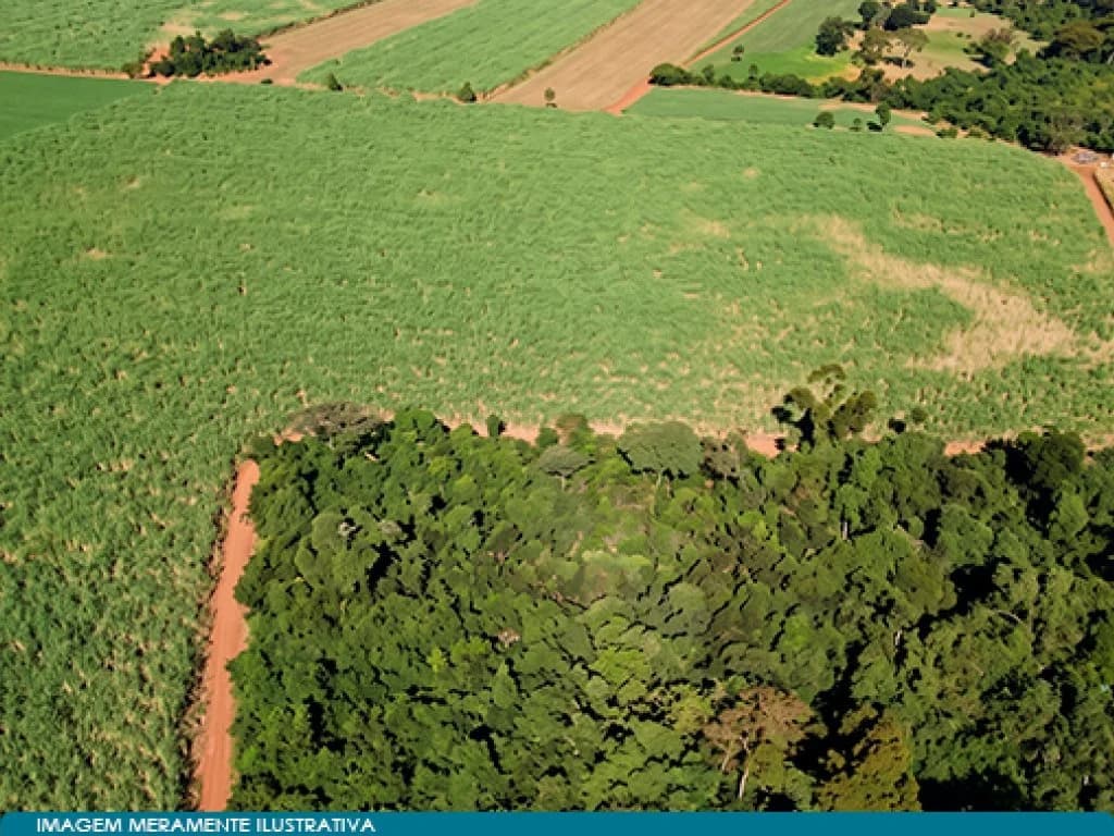 Foto 6 de 8: Area Rural em leilão em Guaíra - SP — Imóvel Rural 57 ha (Fazenda Santa Helena) - Guaíra - SP