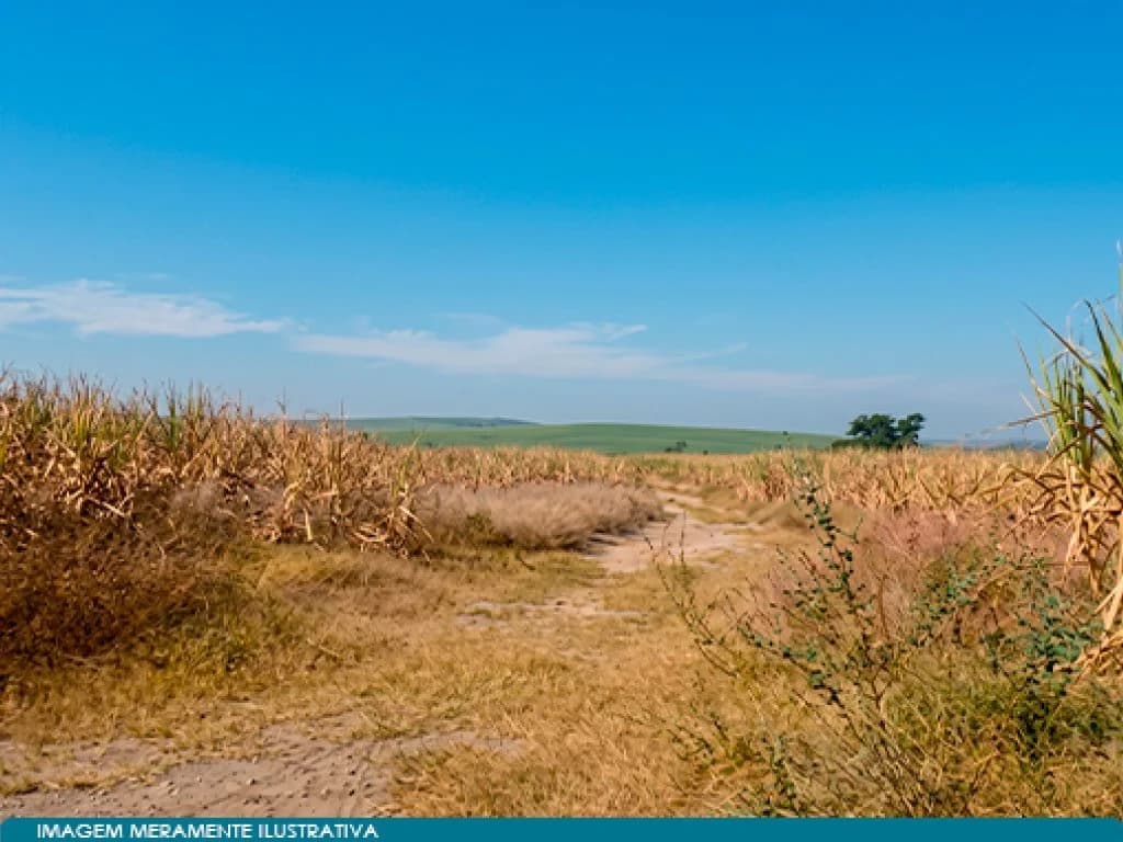 Foto 7 de 7: Area Rural em leilão em Rio Das Pedras - SP, bairro Trinta e Cinco — Imóvel Rural 47 ha (Sítio Trinta e Cinco) -  Rio das Pedras - SP
