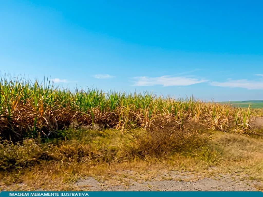 Foto 5 de 7: Area Rural em leilão em Rio Das Pedras - SP, bairro Trinta e Cinco — Imóvel Rural 47 ha (Sítio Trinta e Cinco) -  Rio das Pedras - SP