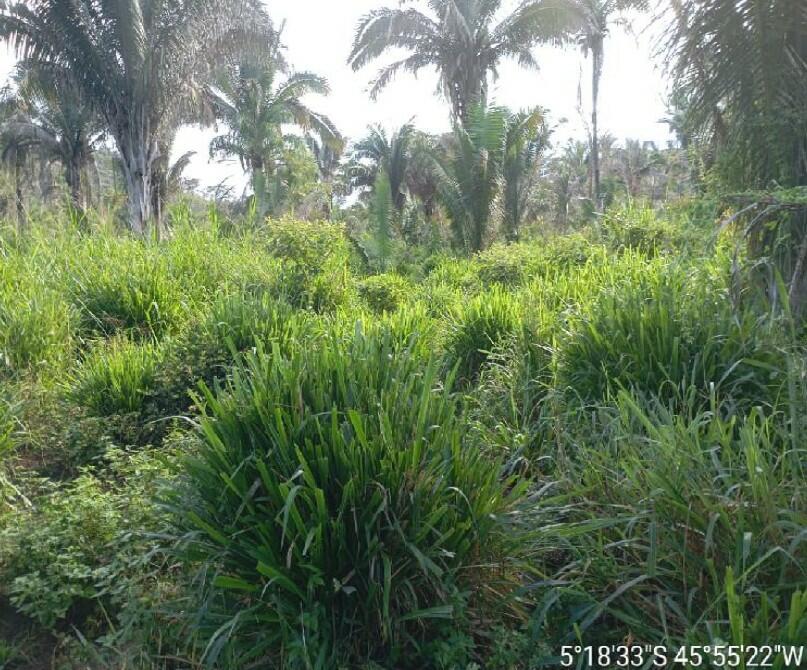 Foto 2 de 4: Area Rural em leilão em Itaipava Do Grajaú - MA — Imóvel Rural | Itaipava do Grajaú/MA