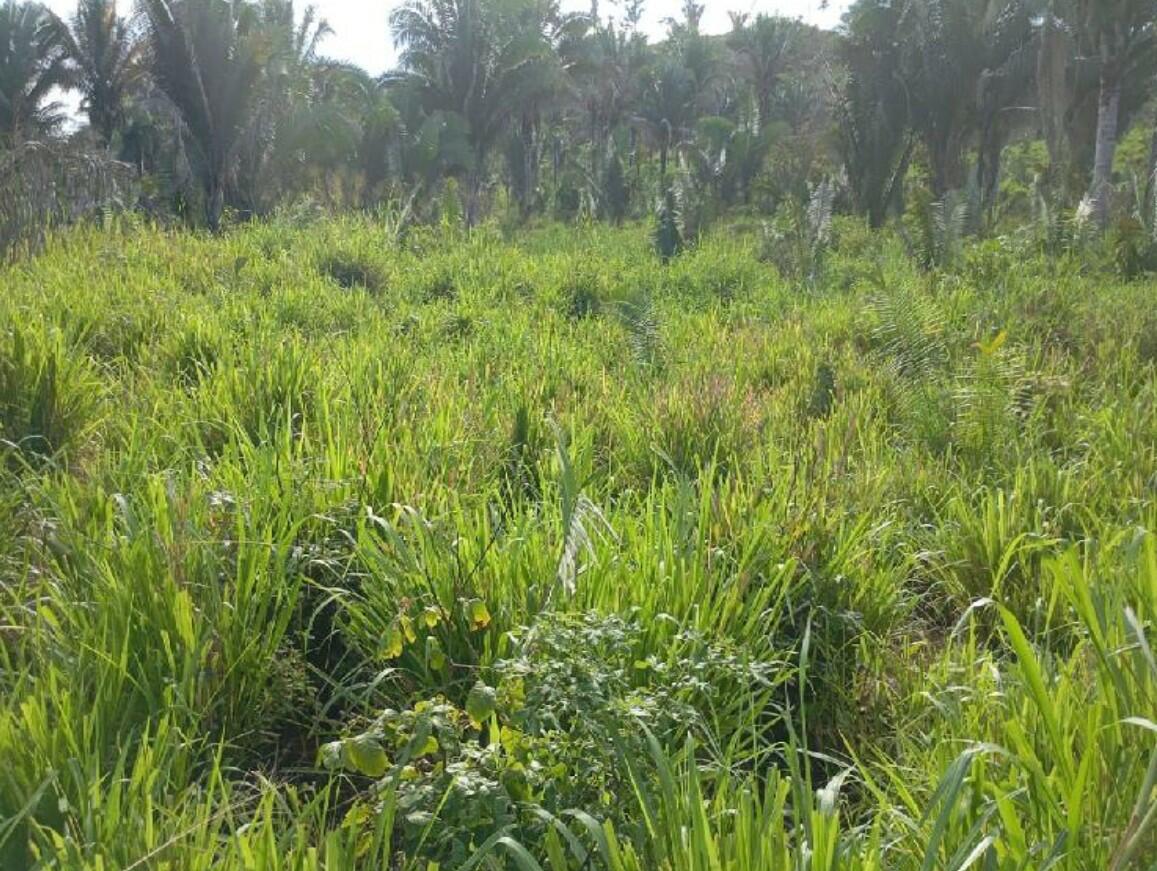 Foto 1 de 4: Area Rural em leilão em Itaipava Do Grajaú - MA — Imóvel Rural | Itaipava do Grajaú/MA