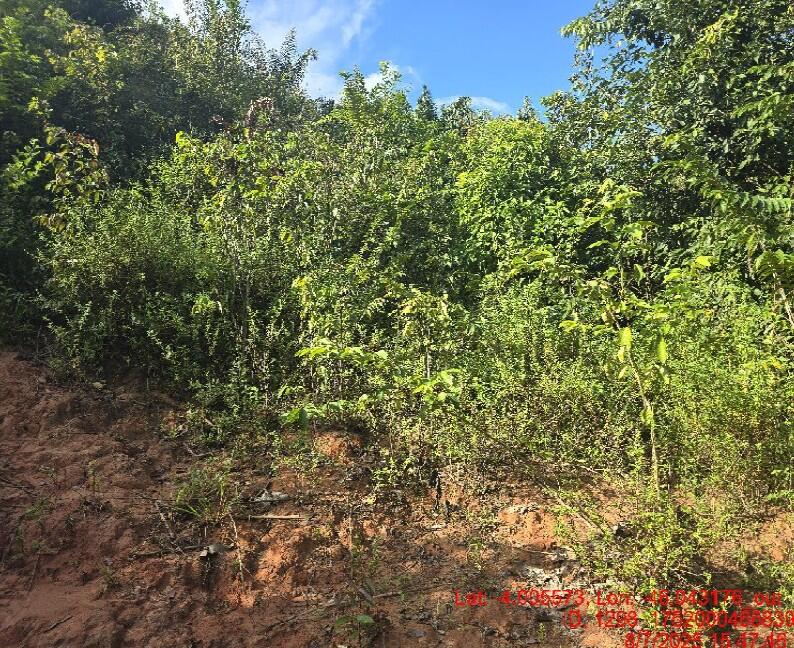 Foto 4 de 8: Area Rural em leilão em Alto Alegre Do Pindaré - MA — Imóvel Rural | Alto Alegre do Pindaré/MA